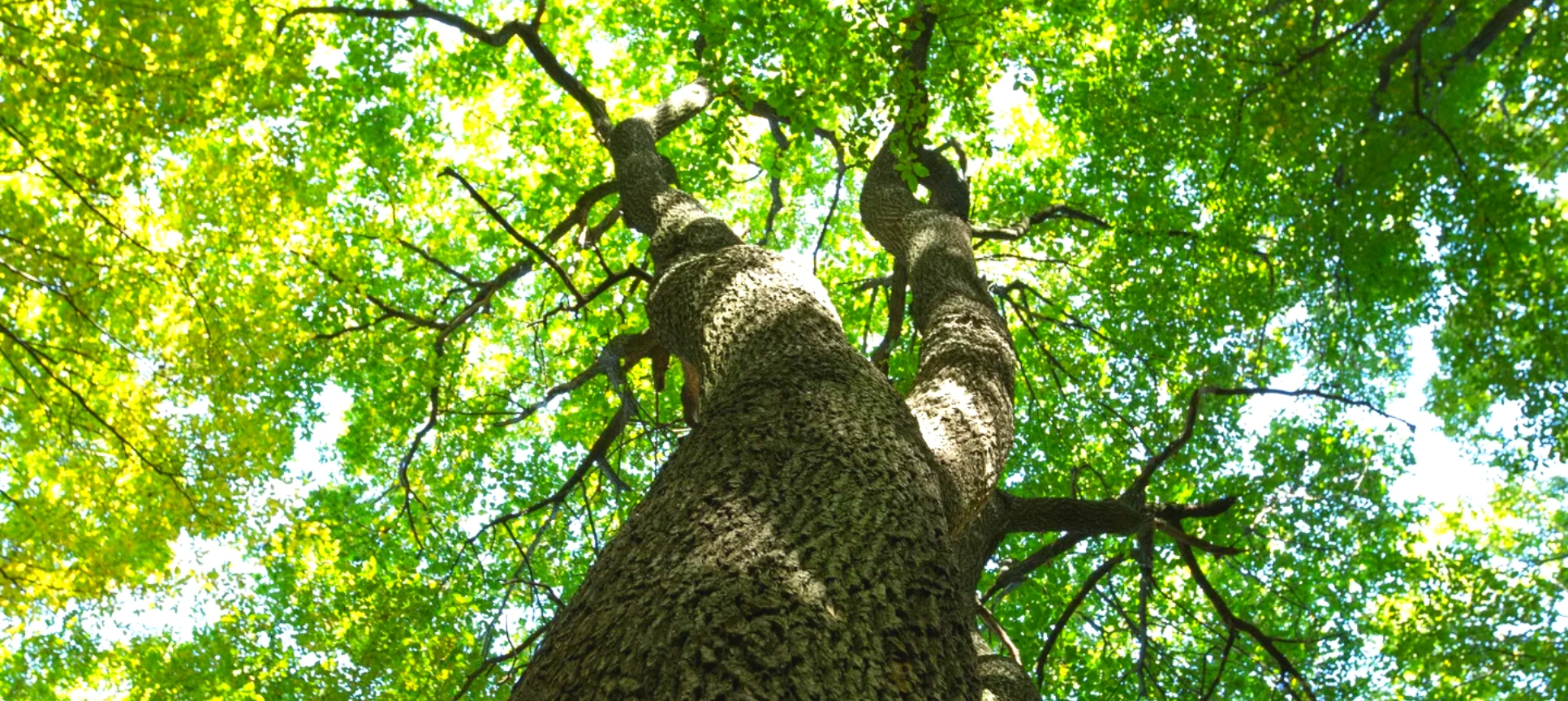 Baumbestattung im FriedWald und auf Friedhöfen in Stutensee