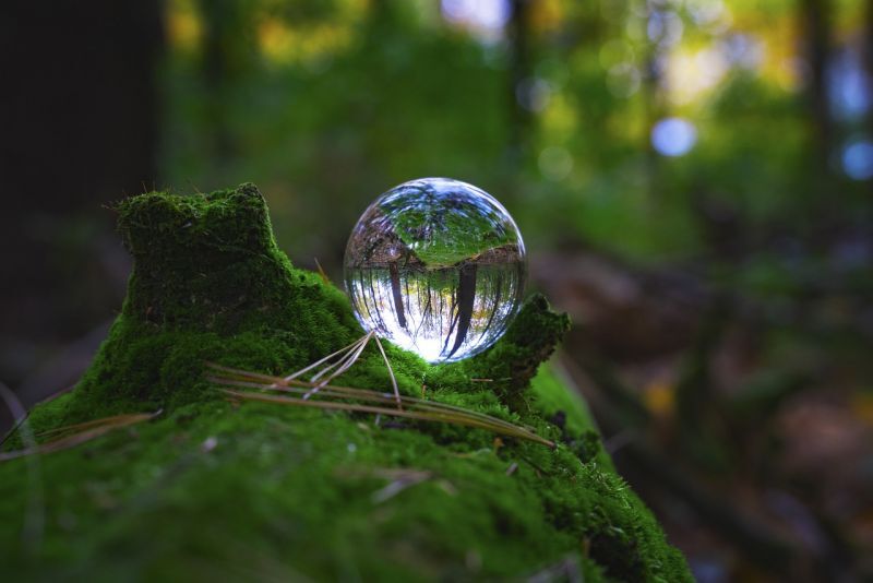 Waldbestattung im FriedWald Rheinau, naturnaher Auenwald im Rheintal bei Karlsruhe